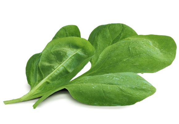 Chinese Spinach Free Clipart HQ PNG Image
