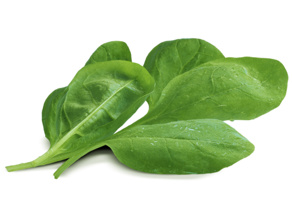 Chinese Spinach Free Clipart HQ Transparent PNG Image