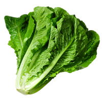Organic Chinese Spinach Download Free Image PNG Image