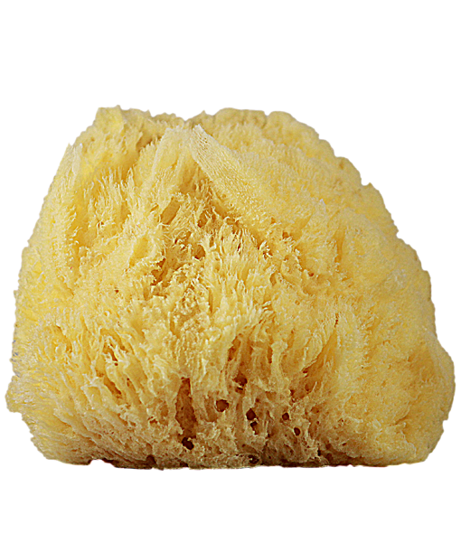 Sponge bath Transparent PNG Image
