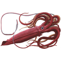 Squid PNG