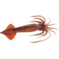 Squid PNG