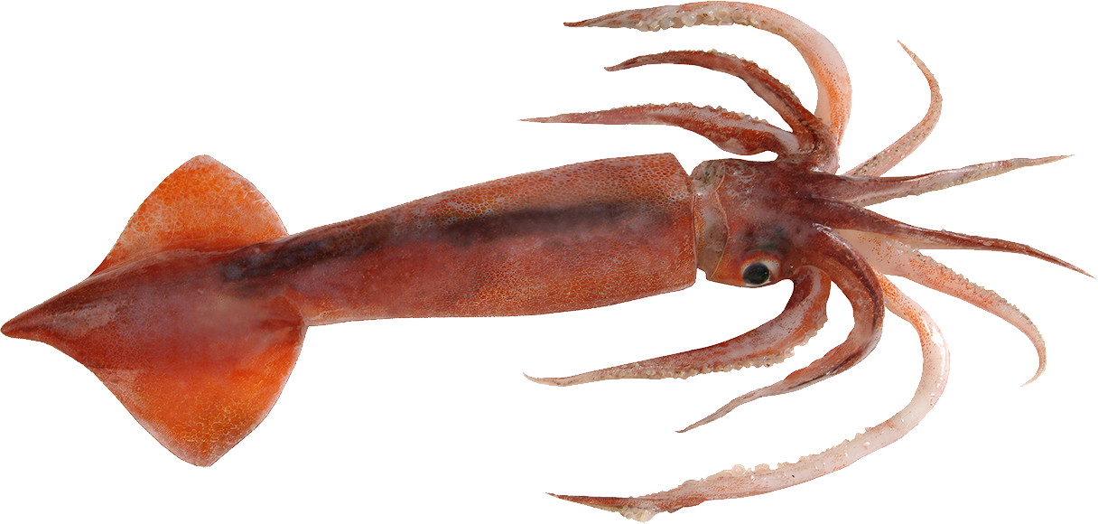 Squid Transparent PNG Image