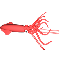 Squid PNG