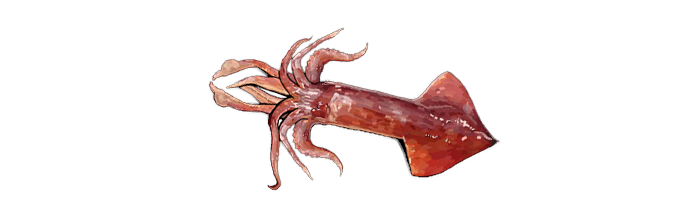 Squid Transparent PNG Image