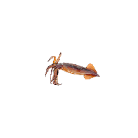 Squid PNG