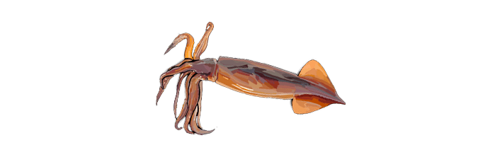 Squid Transparent PNG Image