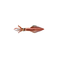 Squid PNG