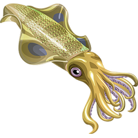 Squid PNG