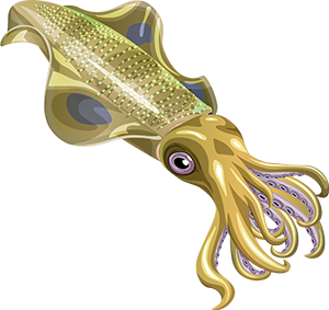 Squid Transparent PNG Image