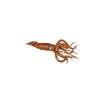 Squid PNG