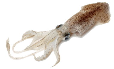 Squid Transparent PNG Image