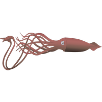 Squid PNG