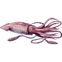 Squid PNG