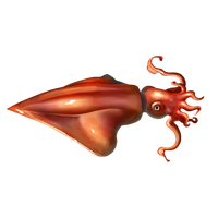 Squid PNG