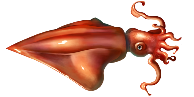 Squid Transparent PNG Image