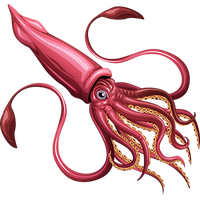 Squid PNG