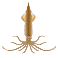 Squid PNG