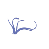 Squid PNG