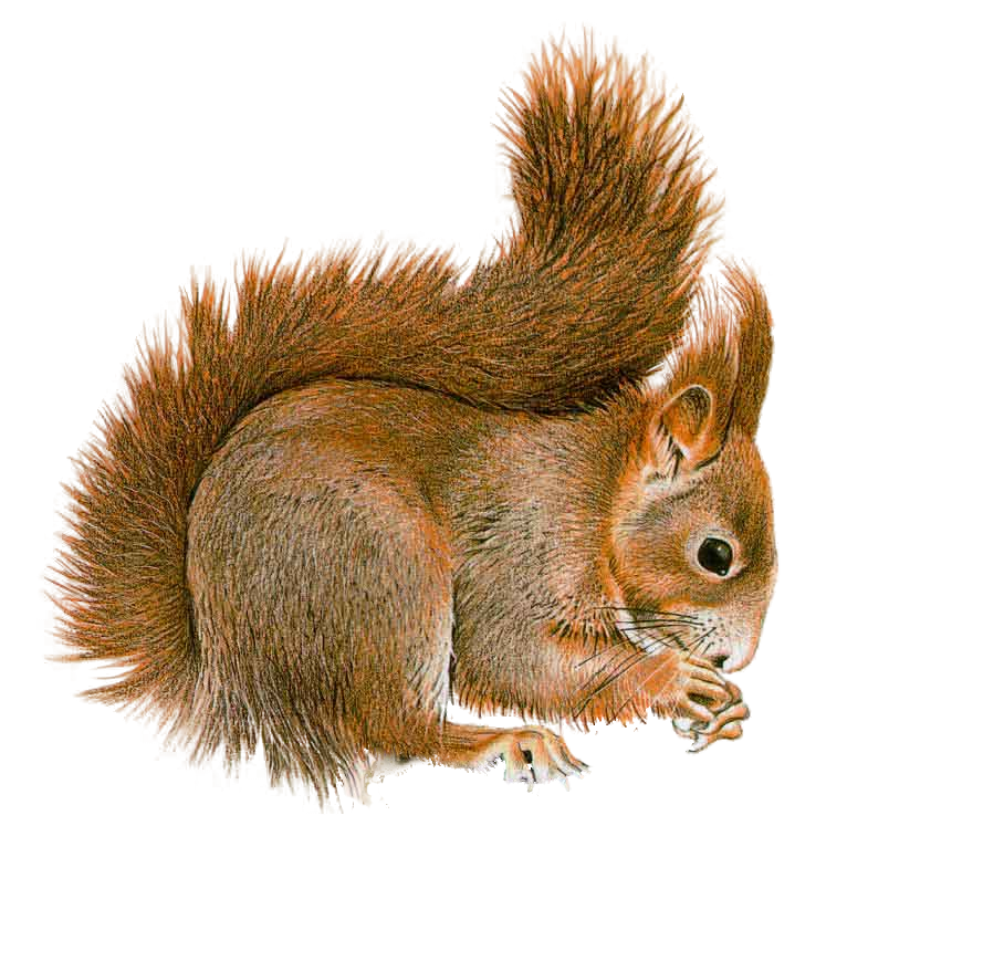 Squirrel Transparent PNG Image