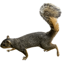 squirrel-png-transparent-hq-png-download-freepngimg