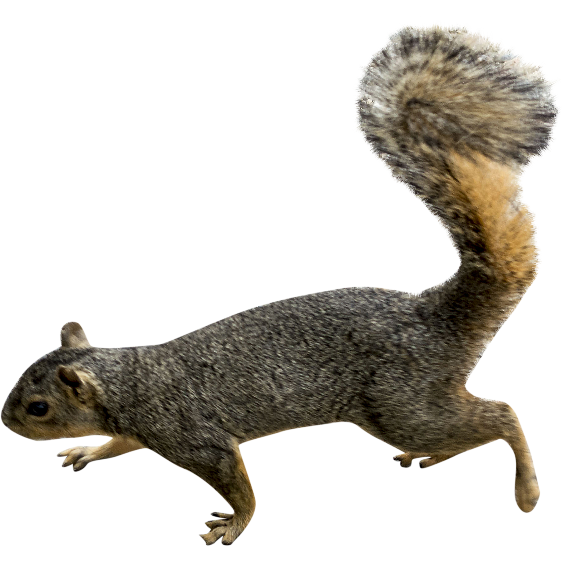 Squirrel Png Picture PNG Image