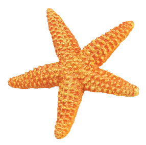 Starfish Png Clipart PNG Image