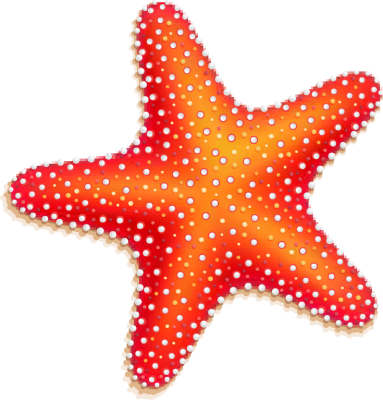 Starfish Picture PNG Image