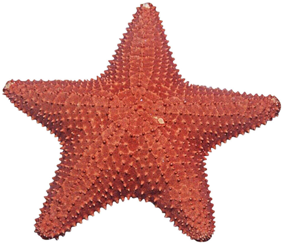 Starfish Png Image PNG Image