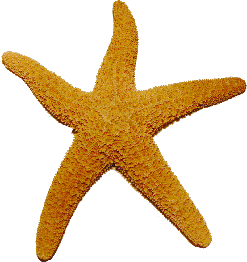 Starfish Transparent PNG Image