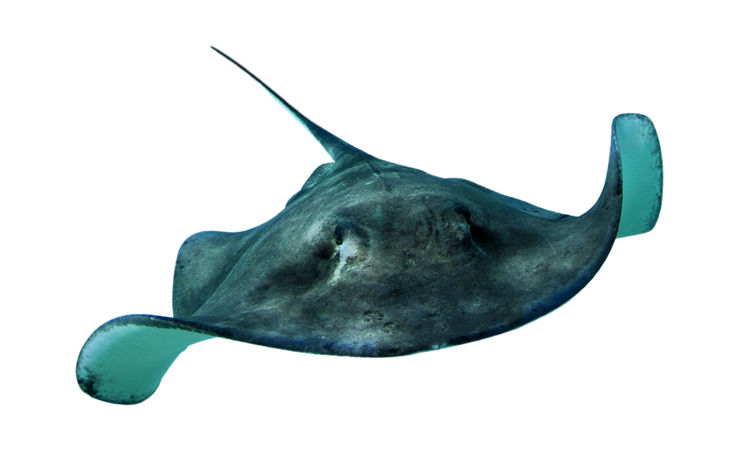 Stingray Transparent PNG Image
