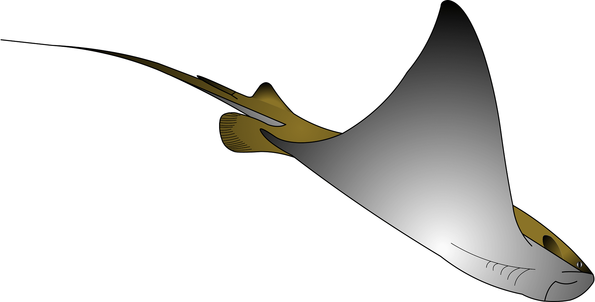 Stingray Transparent PNG Image