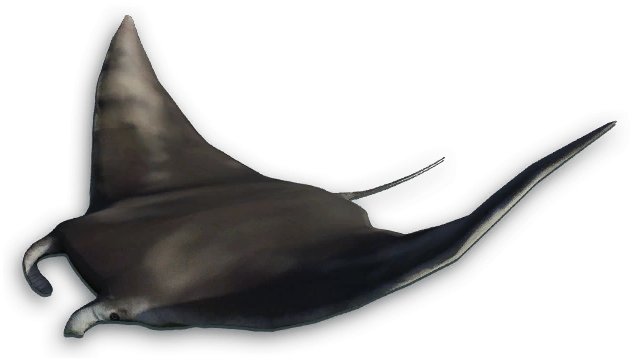 Stingray Transparent PNG Image
