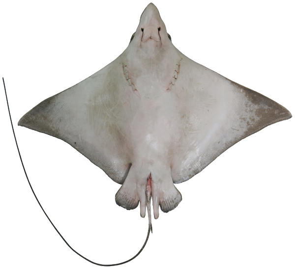 Stingray Transparent PNG Image