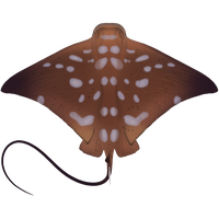 Stingray PNG