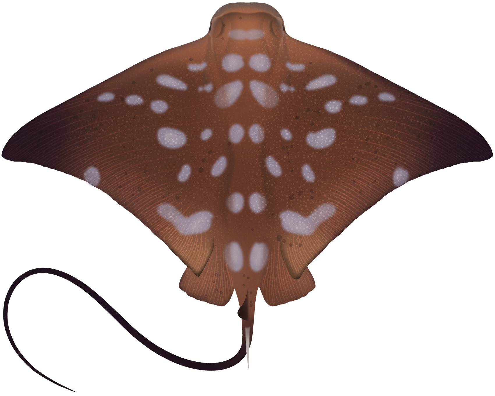 Stingray Transparent PNG Image