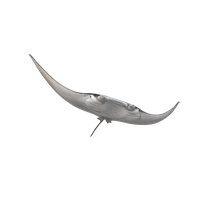Stingray Transparent PNG Image