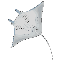 Stingray Transparent PNG Image