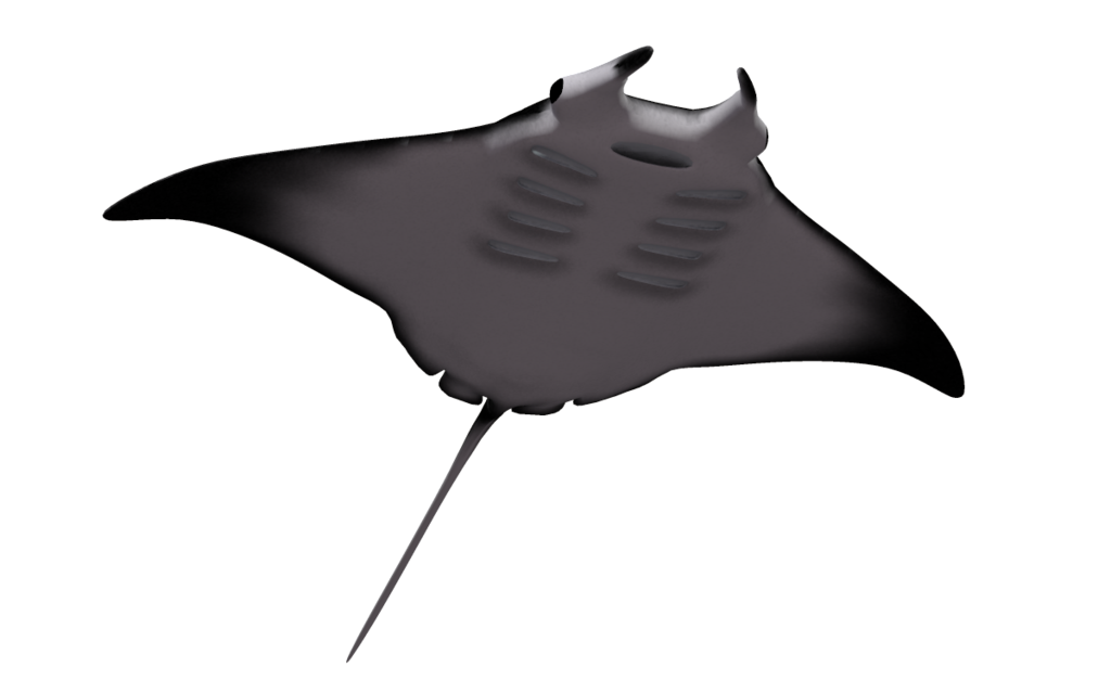 Stingray Transparent PNG Image