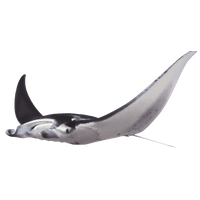 Stingray PNG