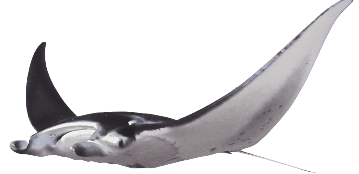 Stingray Transparent PNG Image