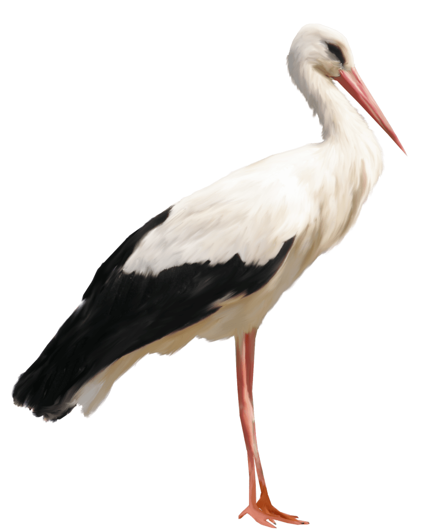 Stork Transparent PNG Image