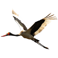 Stork PNG