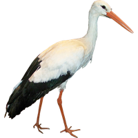 Stork PNG