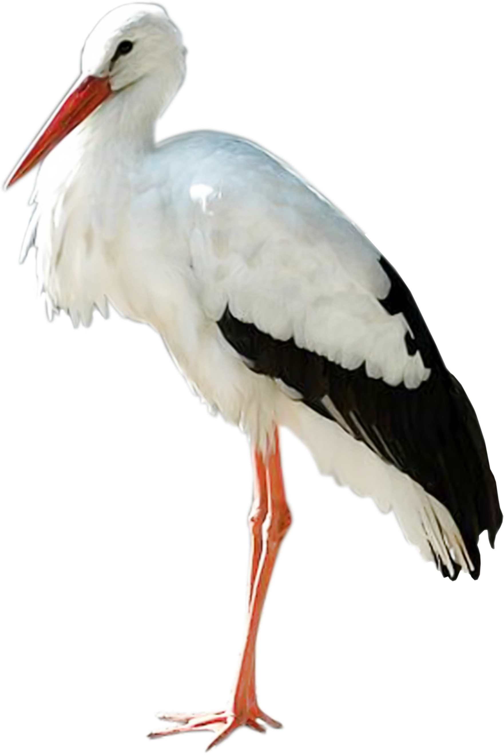 Stork Transparent PNG Image