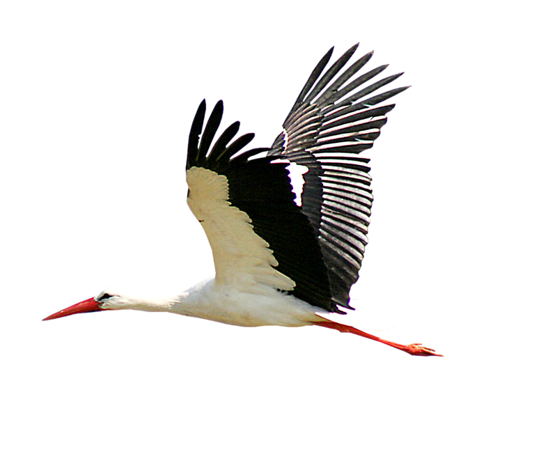 Stork Transparent PNG Image