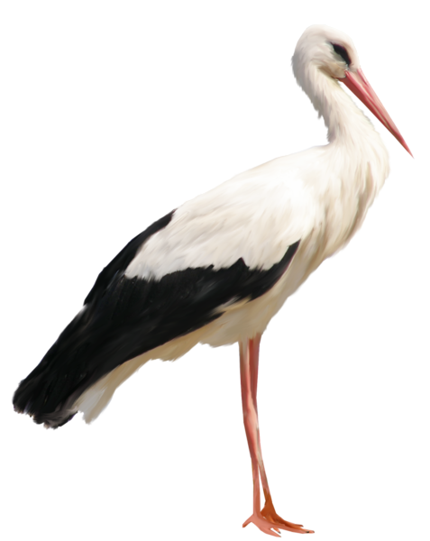 Stork Transparent PNG Image