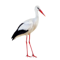 Stork PNG