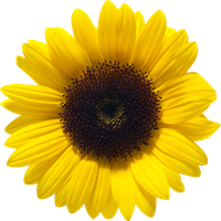 Download Sunflower Free PNG photo images and clipart | FreePNGImg