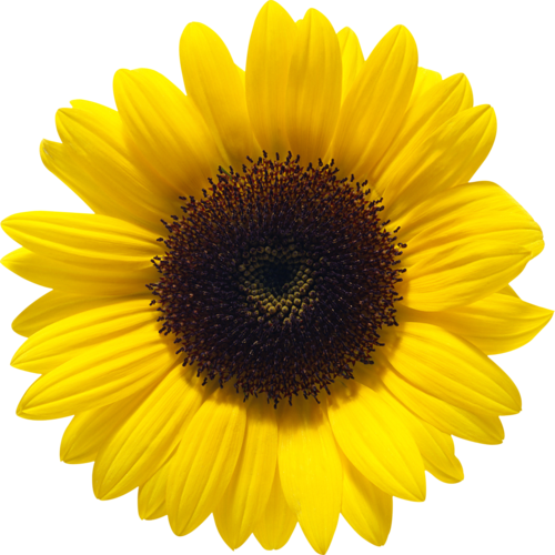 Free Free 258 Clipart Sunflower Png Transparent SVG PNG EPS DXF File